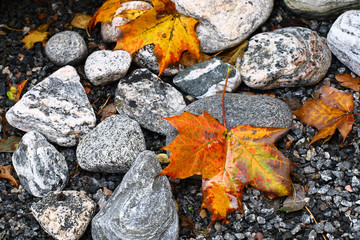Maple leaves on the stones