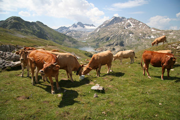 Fototapeta na wymiar Krowy w górach
