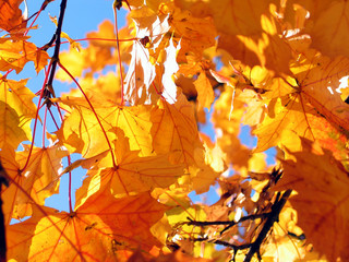 goldener Herbst