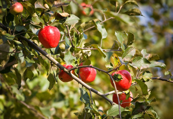 Red ripe apples on a branch