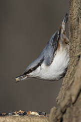 Sittidae