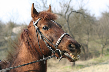 Head of a horse