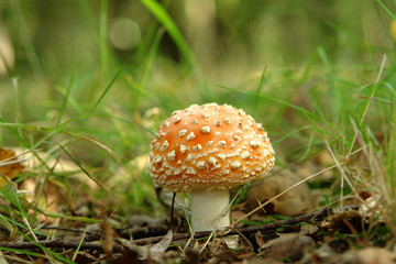 Red mushroom on the ground between leaves