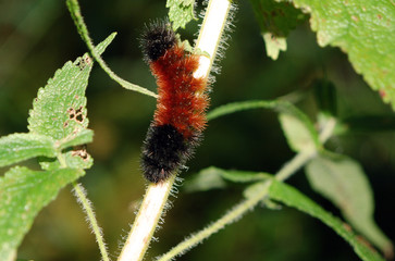 Wooly Bear