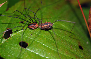 Harvestmen