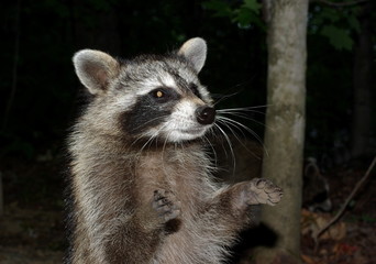 Racoon Begging