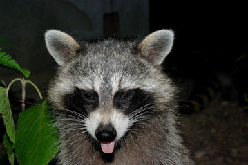 Sleepy Racoon
