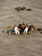 Crab Crawl