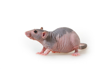 Naked rat