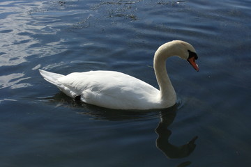 Le cygne