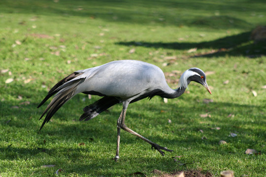Paradieskranich unterwegs