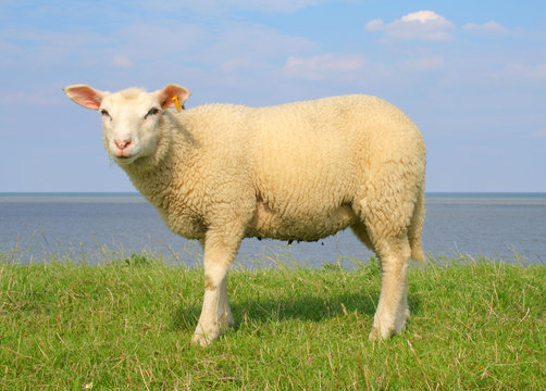 Deichschaf