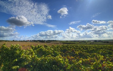 Rheinhessen - Weinland