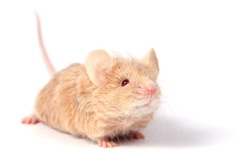 cute little mouse