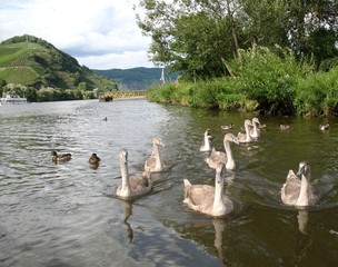 Junge Schwäne mit Gans
