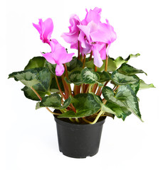 cyclamen flower