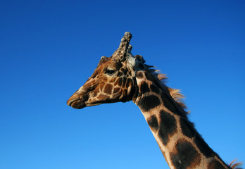 Naklejka premium ZOO giraffe in left profile.