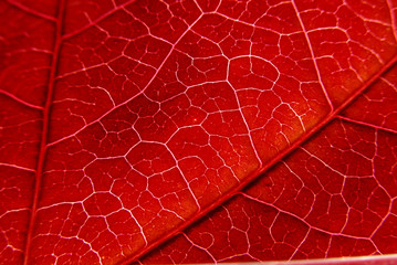 Obraz premium Rouge feuille