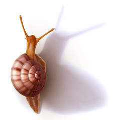 snail escargot on white background