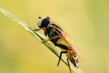 Close-up of hover-fly