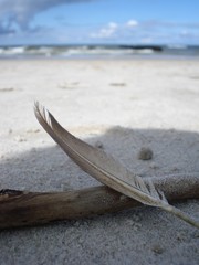 Feather and the Sea
