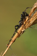 Brown spider in morning's dew