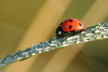 Ladybug with water drops