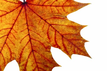 Naklejka na ściany i meble Autumn maple leave