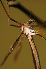 Extreme close-up of cranefly Tipula maxima