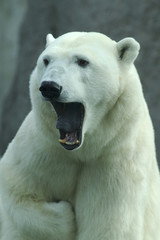 Fototapeta na wymiar Ziewanie Polar Bear