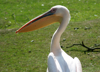 Obraz premium pelican 2