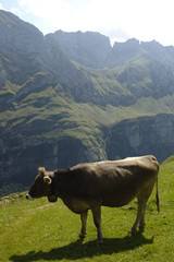 Bovino al pascolo