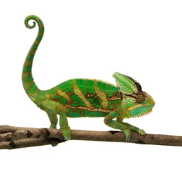 Wall murals Chameleon chameleon