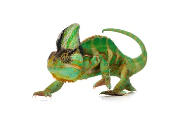  chameleon © arnowssr