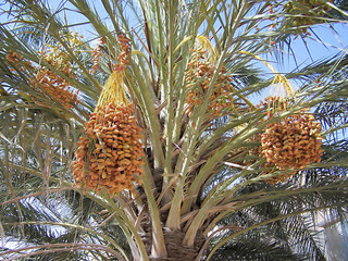 Datte en grappe sur dattier Tunisie