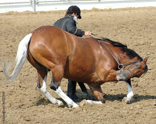 “Horse Kneeling” Stock photo and royalty-free images on Fotolia.com