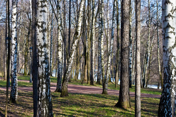 Fototapeta premium Russian birches