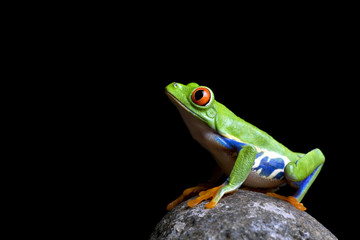 frog on rock isolated black