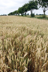 Weizenfeld