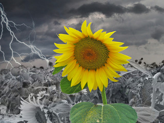 sonnenblumenfeld