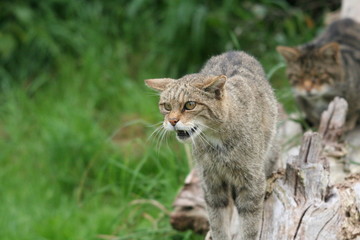 Scottish Wild cat