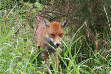 Red Fox
