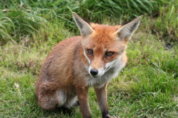 Red Fox