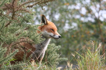 Red Fox