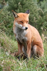 Red Fox