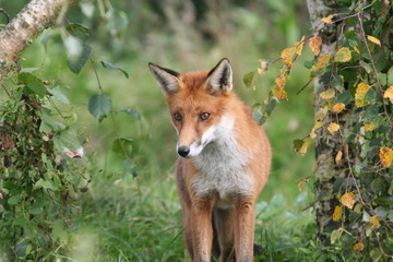 Red Fox