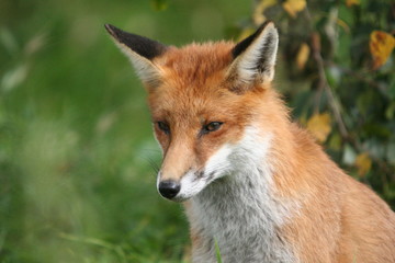Red Fox