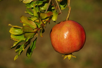 Granatapfel 05