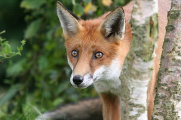 Red Fox