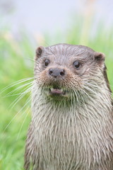 Otter